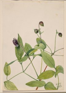 Lederbloem Clematis viorna, 1920