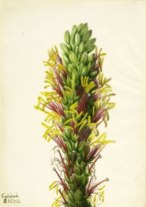 Lechuguilla (Agava lechuguilla)