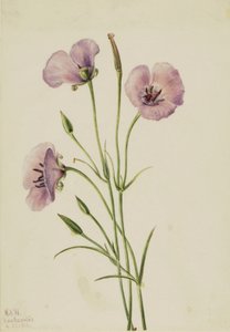 Lila Mariposa Calochortus splendens, 1926