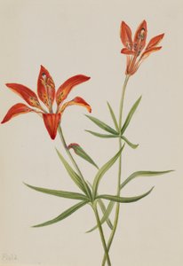 Lelie (Lilium montanum) door Mary Vaux Walcott