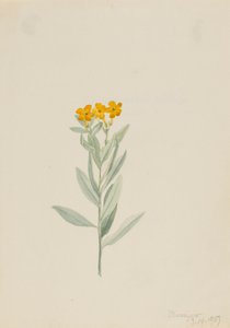 Lithospermum canescens, 1907