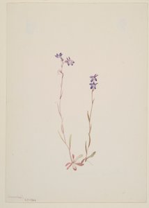 Lobelia Kalmii