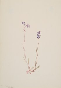 Lobelia Kalmii, 1904