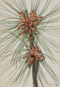 Loblolly-den Pinus taeda