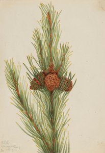 Lodgepole den (Pinus Contorta murrayana)
