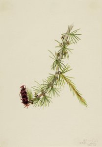 Lyall Lork Larix lyallii, 1913 door Mary Vaux Walcott