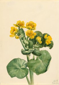Dotterbloem (Caltha palustris) door Mary Vaux Walcott