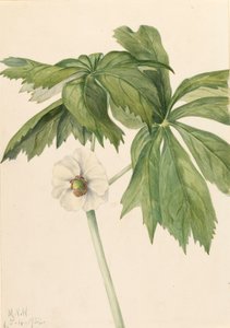 Mayapple Podphyllum paltatum