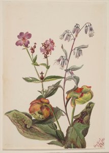 Weideschoonheid (Rhexia virginica), ratelslangrat (Nabalus albus), bekerplant (Sarracenia purpurea)