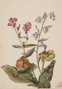 Weide schoonheid Rhexia virginica, ratelslangwortel Nabalus albus, bekerplant