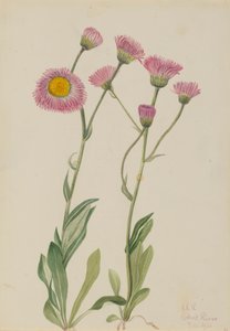 Weide Vlooienkruid Erigeron speciosus, 1920 door Mary Vaux Walcott