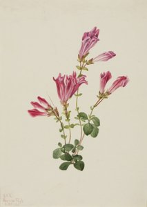 Menzies Pentstemon door Mary Vaux Walcott
