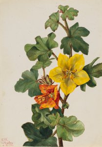 Mexicaanse fremontia (Fremontodendron mexicanum) door Mary Vaux Walcott