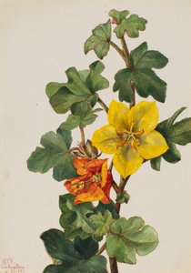 Mexicaanse Fremontia Fremontodendron mexicanum, 1926 door Mary Vaux Walcott