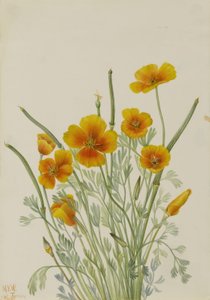 Mexicaanse klaproos (Eschscholtzia mexicana) door Mary Vaux Walcott