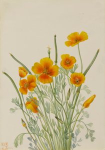 Mexicaanse klaproos Eschscholtzia mexicana, 1927 door Mary Vaux Walcott