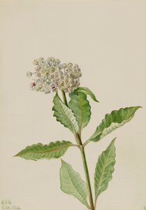 Zijdeplant (Asclepias) door Mary Vaux Walcott