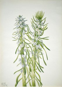 Mijnwerkerskaars (Oreocarya virgata) door Mary Vaux Walcott