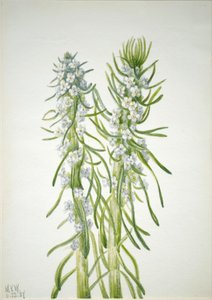 Mijnwerkerskaars Oreocarya virgata door Mary Vaux Walcott