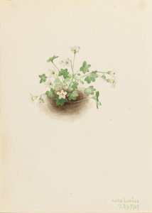 Mistmaagd (Romanzoffia sitchensis) door Mary Vaux Walcott