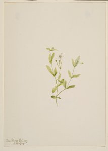Moehringia laberiflora