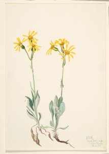 Montana Parnassia (Parnassia montanesis) door Mary Vaux Walcott