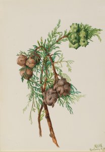 Montereycipres (Cupressus macrocarpa)