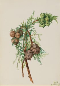 Monterey Cypress Cupressus macrocarpa, 1936