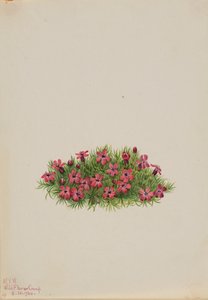 Mossteenbreek Silene acaulis, 1924 door Mary Vaux Walcott