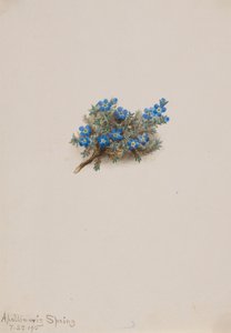 Moss Vergeet-mij-nietje