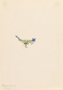 Mos Gentiaan (Gentiana prostrata) door Mary Vaux Walcott