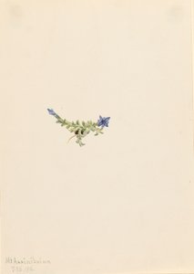 Mosgentiaan Gentiana prostrata door Mary Vaux Walcott