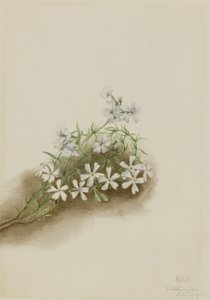Mosroze (Phlox subulate) door Mary Vaux Walcott
