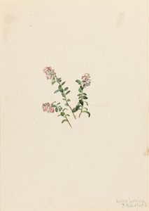Veenbes (Vaccinium vitisidaea minus)