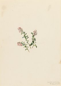 Bergveenbes Vaccinium vitisidaea minus