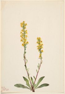 Berg guldenroede (Solidago oreophila)