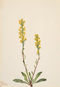 Bergguldenroede Solidago oreophila, 1921 door Mary Vaux Walcott