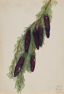 Berghemlock Tsuga mertensiana, 1923