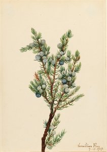 Bergjeneverbes (Juniperus sibirica)