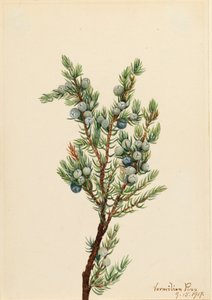 Bergjeneverbes Juniperus sibirica