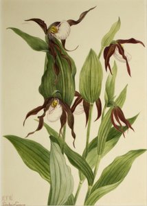 Berg pantoffeldiertje (Cypripedium montanum) door Mary Vaux Walcott