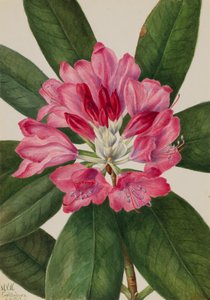 Bergroos Rhododendron catawbiense, 1932