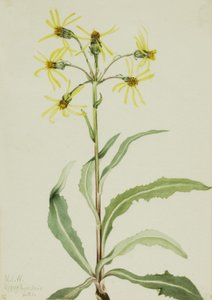 Rouwende Kruiskruid Senecio lugens, 1921 door Mary Vaux Walcott
