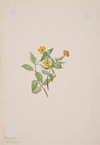 Muskusbloem Mimulus moschatus