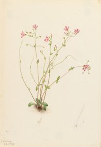 Naiad lenteschoonheid (Claytonia parvifolia)
