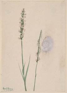 Knikkende dames-tressen Ibidium cernum, 1905