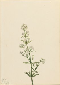 Noordelijke Bedstro Galium boreale, 1922 door Mary Vaux Walcott