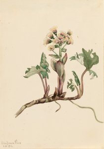 Groot hoefblad (Petasites hyperboreus)