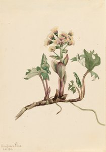 Noordelijke Hoefblad Petasites hyperboreus, 1916