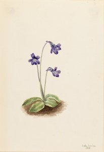 Noordelijk vetblad (Pinguicula vulgaris)